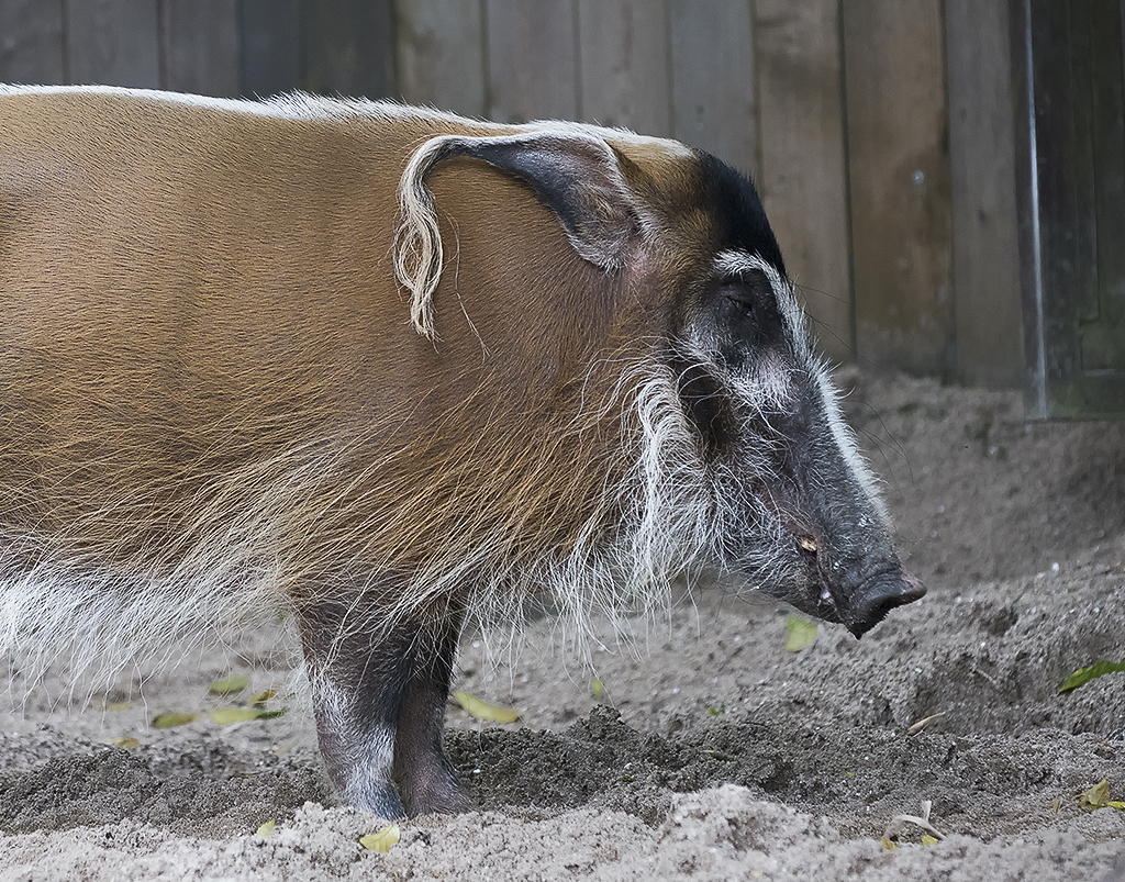 4711 Wuppertal Zoo KA7_2703 als Smartobjekt-1 Kopie.jpg